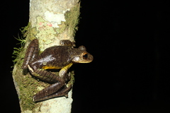 Caramaschi's Tree Frog photo 2