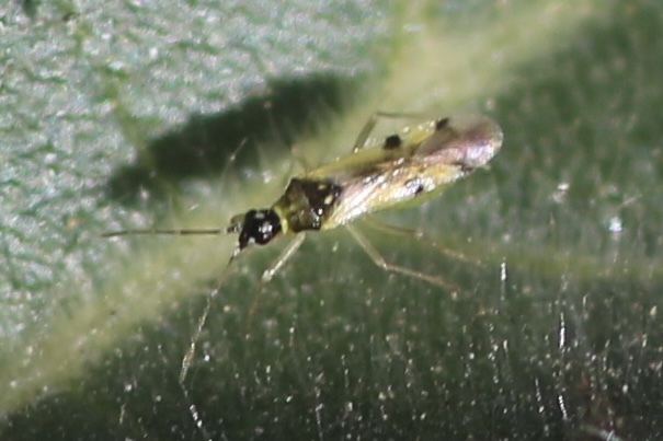 Suckfly