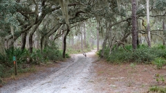 Meleagris gallopavo osceola