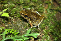 Thoropa miliaris
