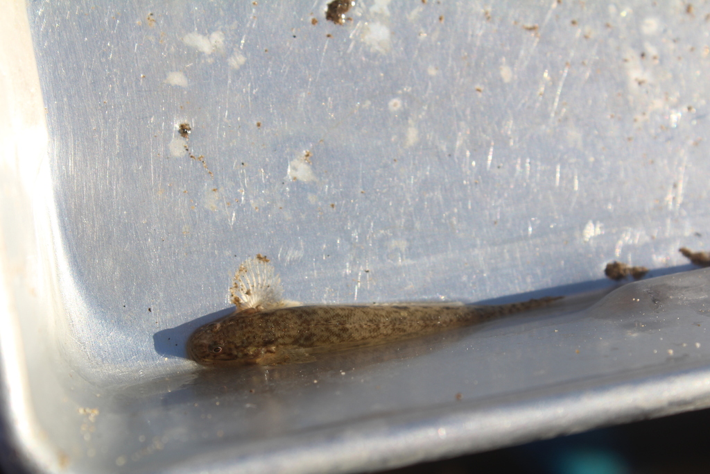 Shortjaw mudsucker (Gillichthys seta) — Gobiidae