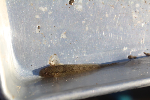 Shortjaw mudsucker (Gillichthys seta) — Gobiidae