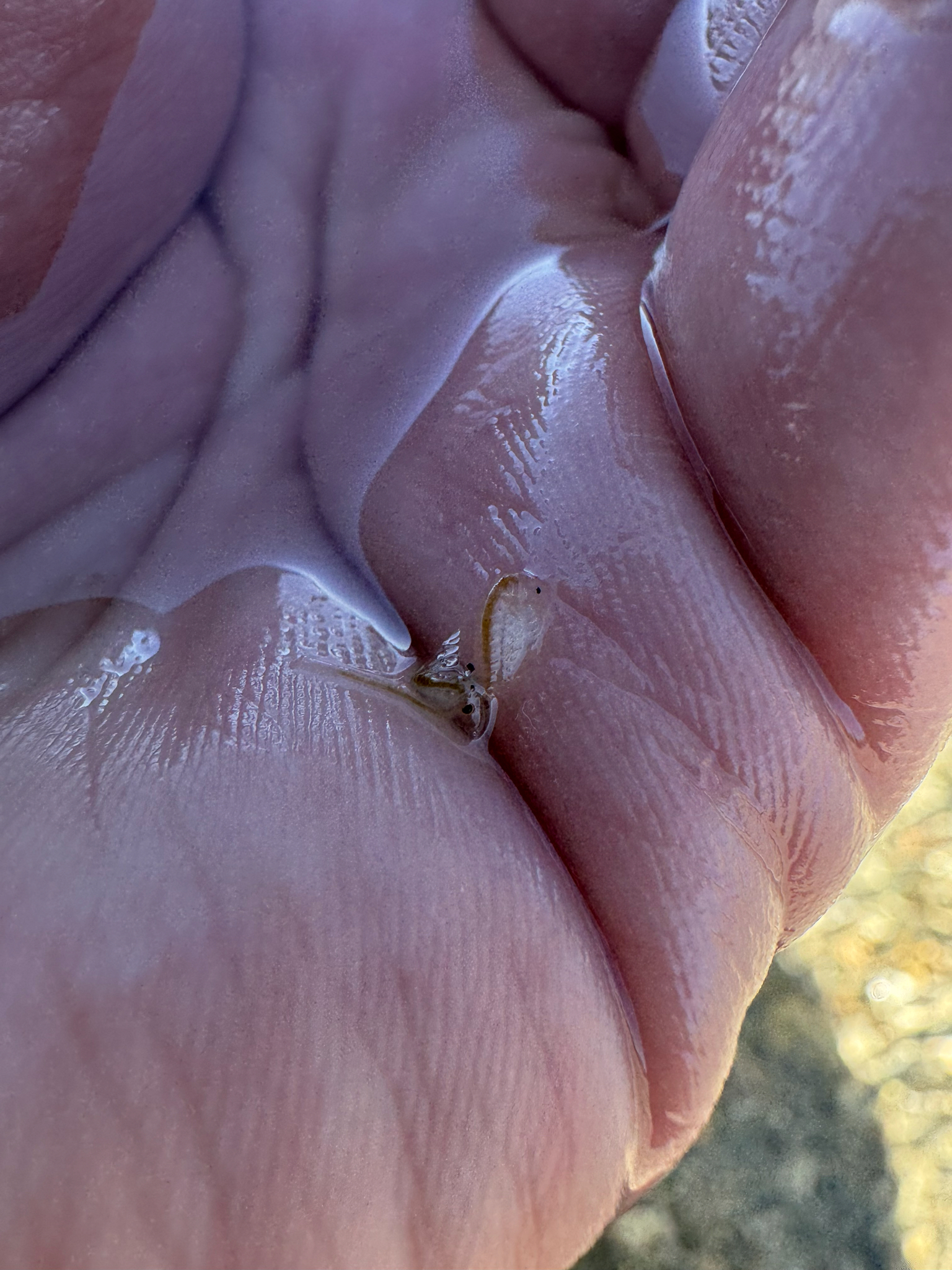 Artemia monica Verrill, 1869