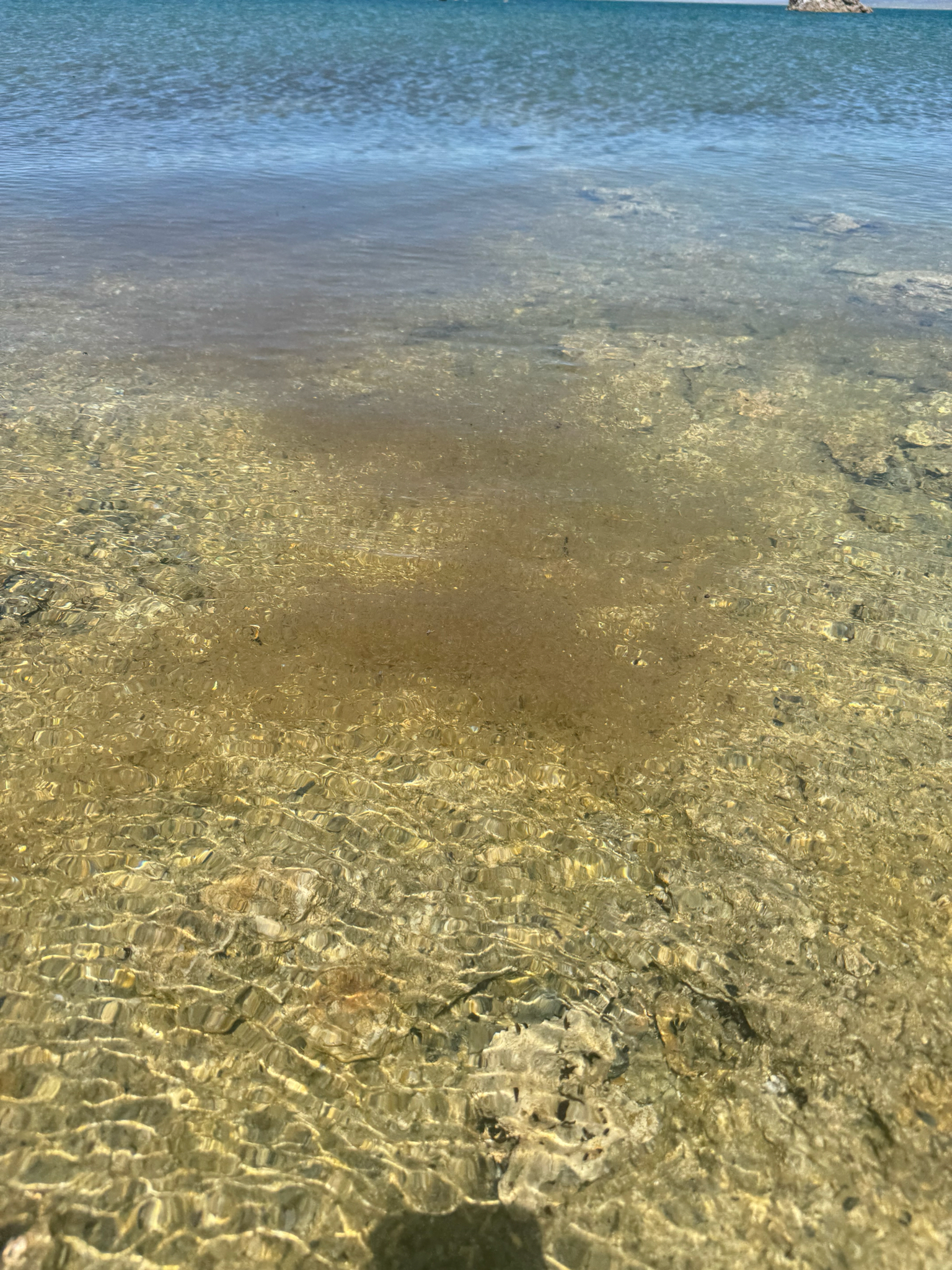 Artemia monica Verrill, 1869