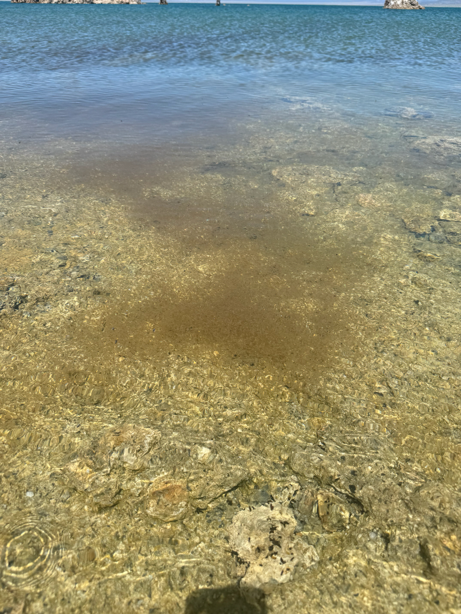 Artemia monica Verrill, 1869