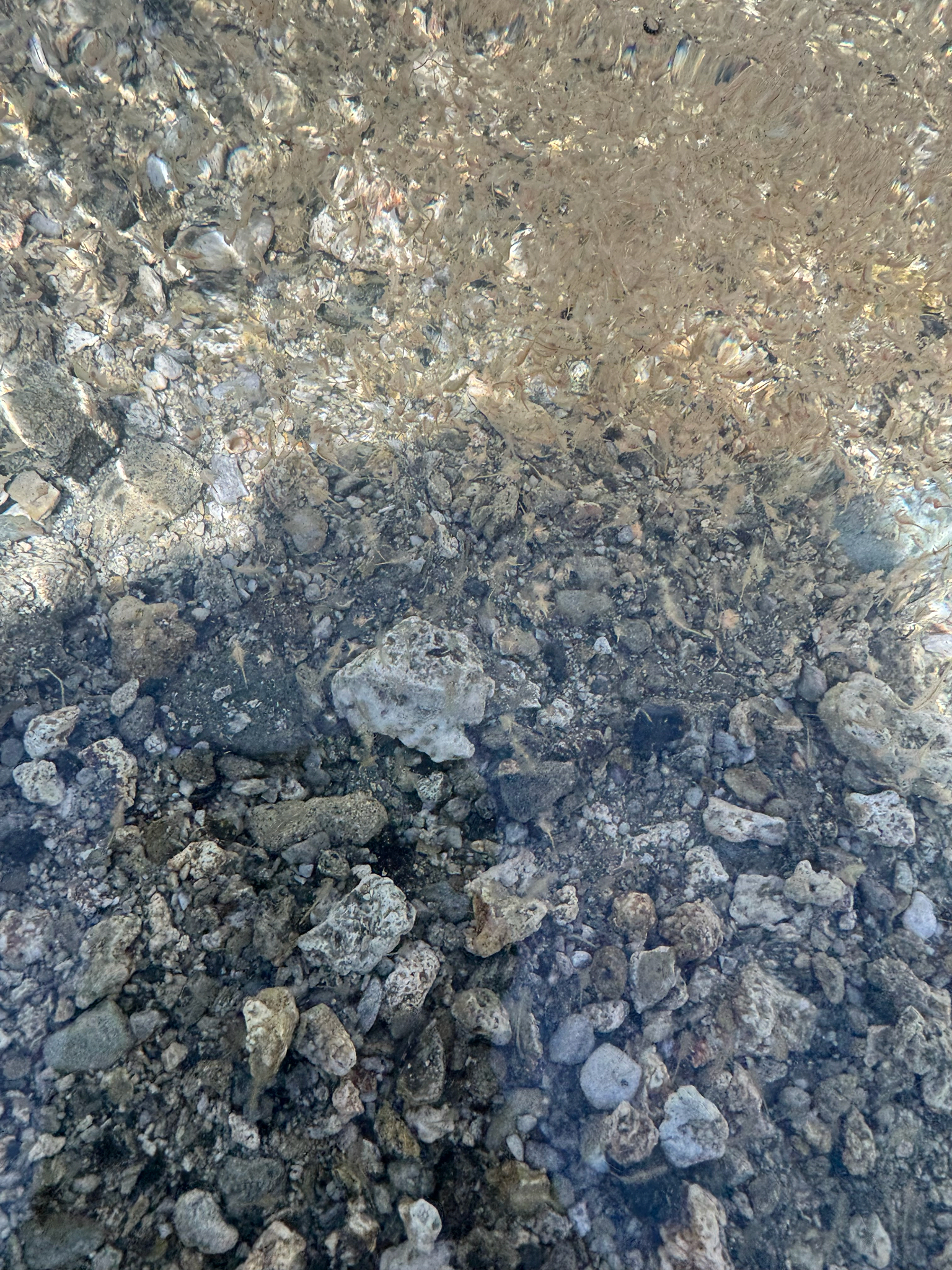 Artemia monica Verrill, 1869