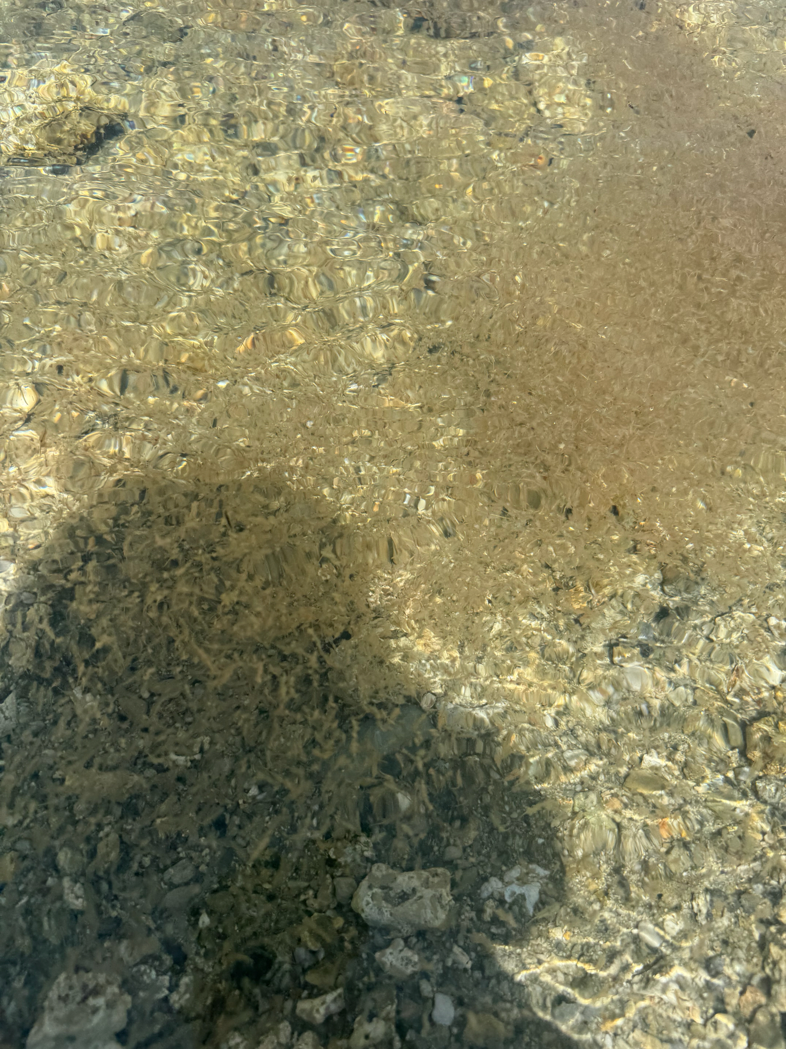 Artemia monica Verrill, 1869