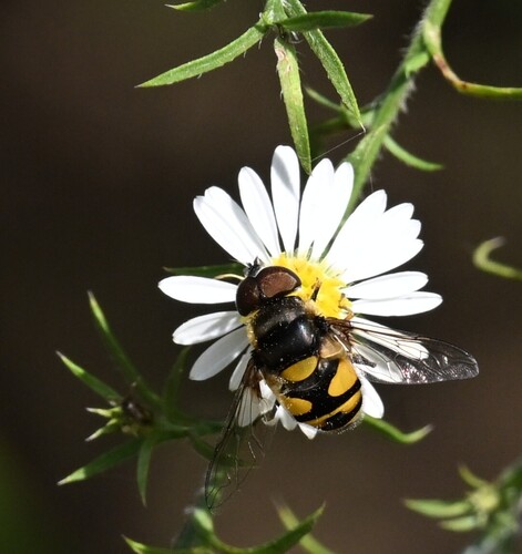 Unknown species found near Missouri, US