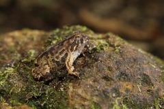 Proceratophrys schirchi