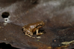 Physalaemus crombiei