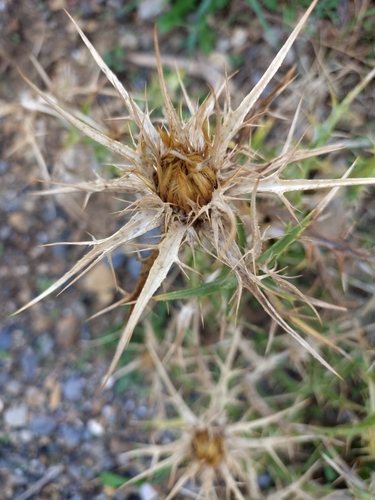 Carlina graeca, photograph 6
