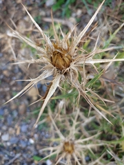 Carlina graeca, photograph (c) Chris Procter, some rights reserved (CC BY)