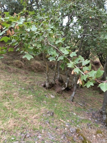 Acer sempervirens, photograph 3