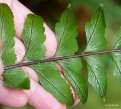 Asplenium contiguum contiguum