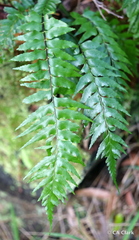 Asplenium contiguum contiguum