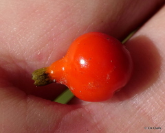 Coprosma rhynchocarpa