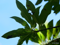 Coprosma rhynchocarpa