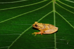 Dendropsophus bipunctatus