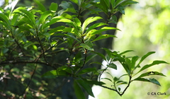 Coprosma rhynchocarpa