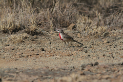 Rhodophoneus cruentus