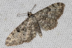 Eupithecia semigraphata