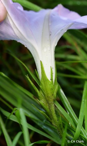 Ipomoea indica