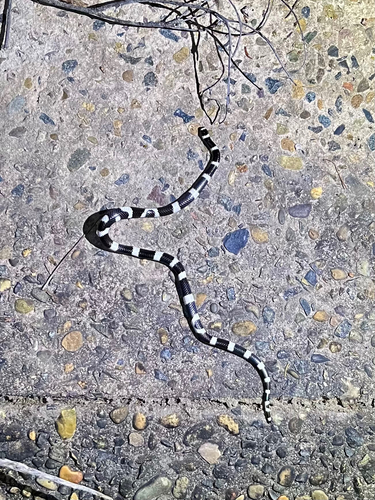 Eastern Bandy Bandy sighting