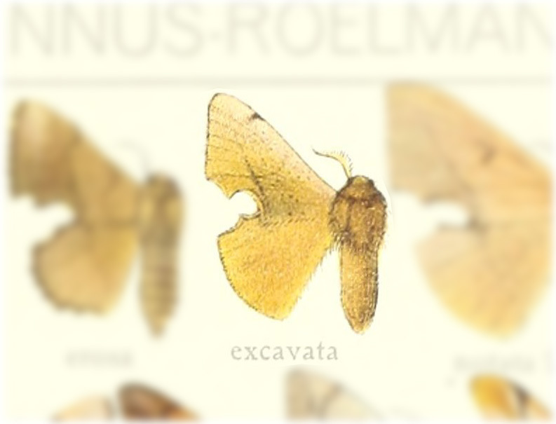 Trogoptera excavata