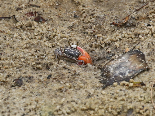 Ring-legged Fiddler Crab