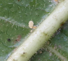Psychotria hawaiiensis hillebrandii