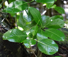Psychotria hawaiiensis hillebrandii