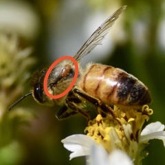 Varroa destructor image