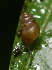 Achatinellidae