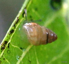 Achatinellidae