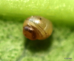 Achatinellidae