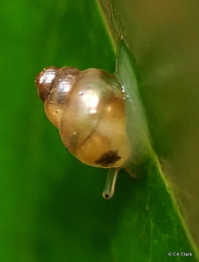 Achatinellidae