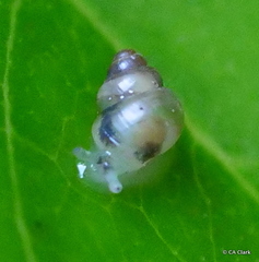 Achatinellidae