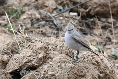 Muscisaxicola rufivertex