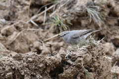 Muscisaxicola rufivertex