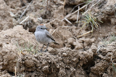 Muscisaxicola rufivertex