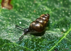 Achatinellidae