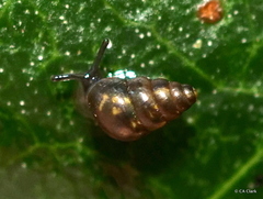 Achatinellidae