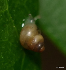 Achatinellidae