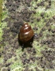 Achatinellidae