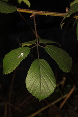 Rubus rufescens