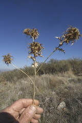 Carlina libanotica