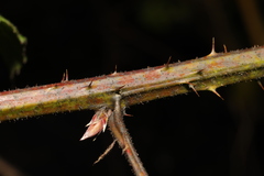 Rubus rufescens