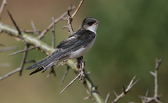 Hirundo megaensis