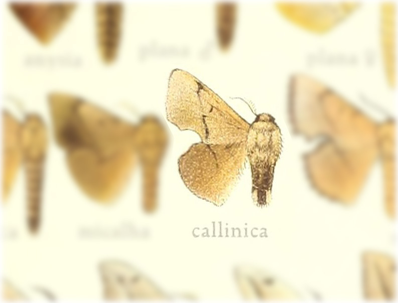 Trogoptera callinica