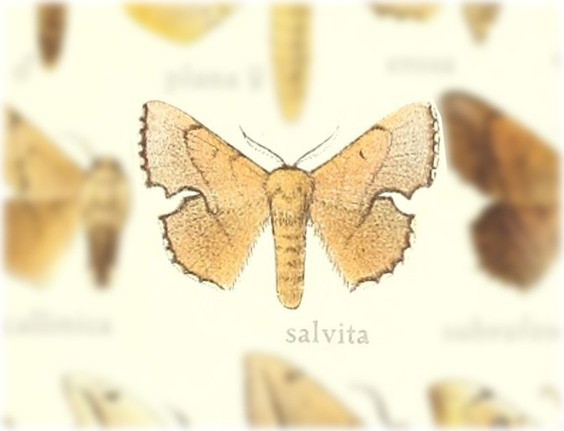 Trogoptera salvita